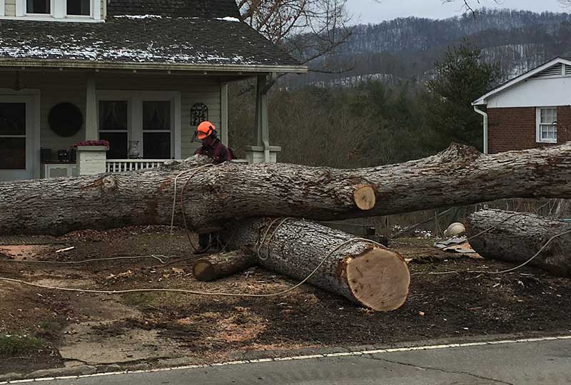 Tree Removal At Home in Weaverville