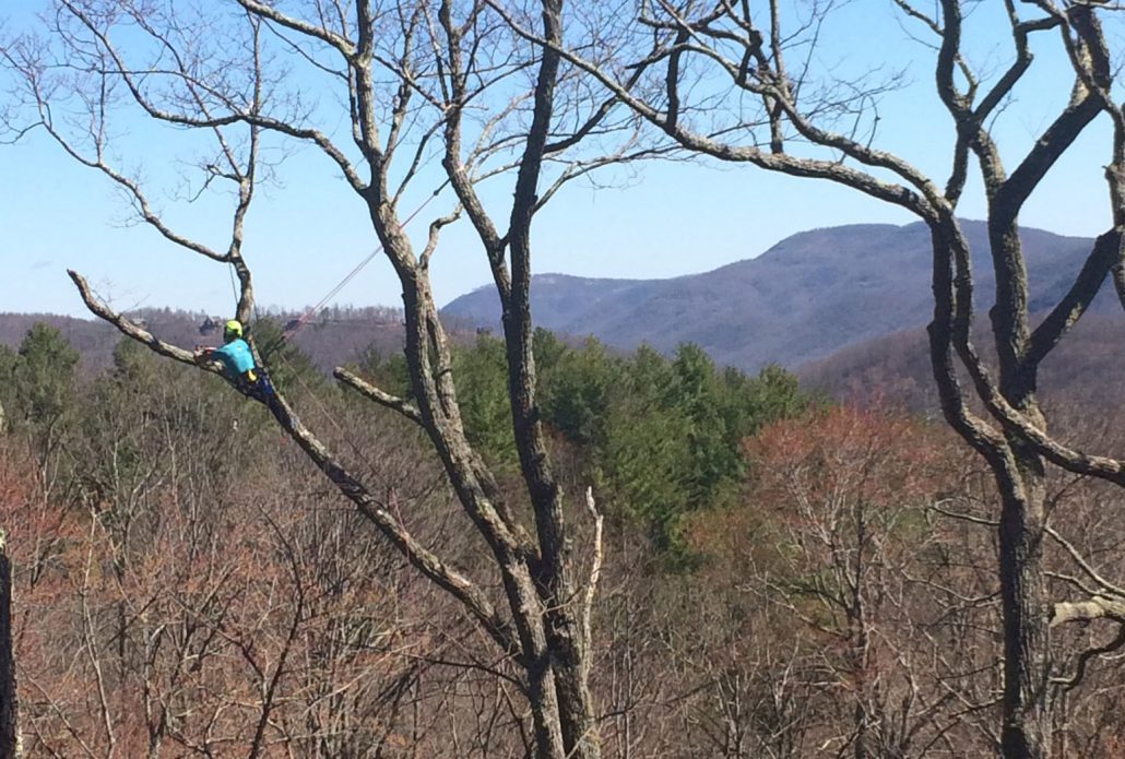 Pruning Trees in Fairview, NC